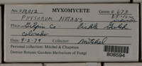 Physarum nutans image